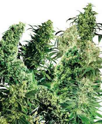 Indoor Mix > Sensi Seeds | Graines Normal  |  Hybride